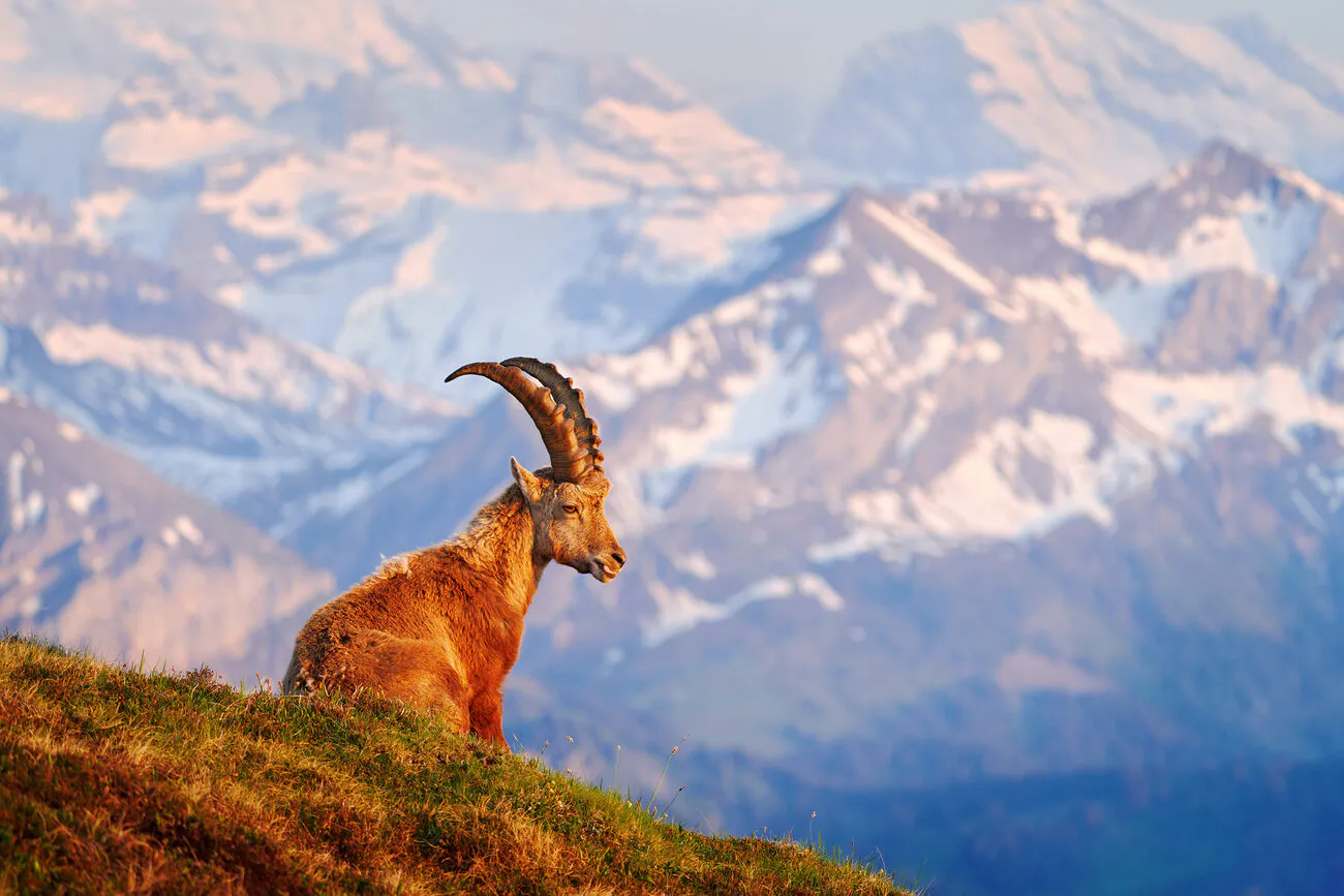 Impression aus der Schweizer Natur – Outdoor Explorer: Hochwertige Outdoor-Produkte für Wandern, Camping und Abenteuer.